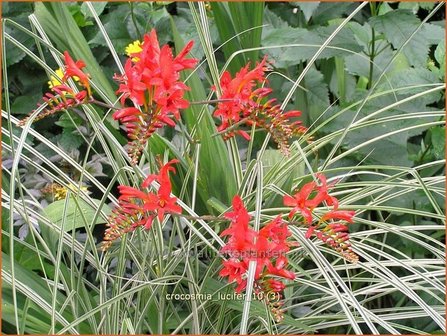 Crocosmia &#039;Lucifer&#039; | Montbretia | Montbretie