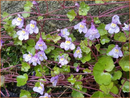 Cymbalaria muralis | Muurleeuwenbek | Mauer-Zimbelkraut