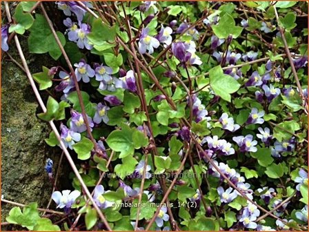 Cymbalaria muralis | Muurleeuwenbek | Mauer-Zimbelkraut