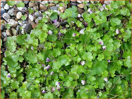 Cymbalaria muralis | Muurleeuwenbek | Mauer-Zimbelkraut