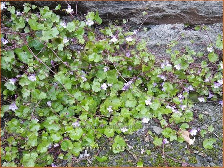 Cymbalaria muralis | Muurleeuwenbek | Mauer-Zimbelkraut