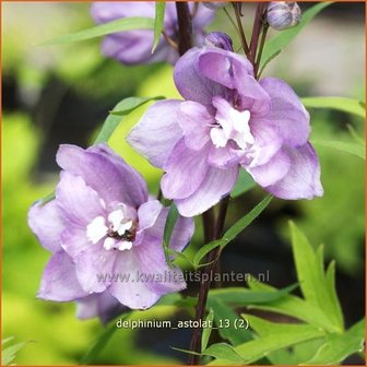 Delphinium &#039;Astolat&#039; | Ridderspoor | Rittersporn