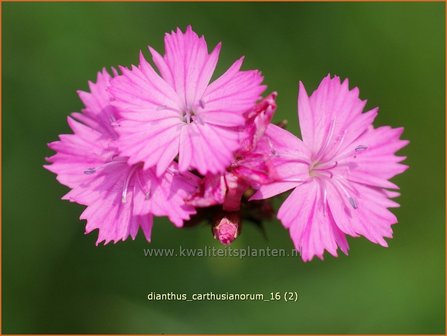 Dianthus carthusianorum | Karthuizer anjer, Anjer | Karth&auml;usernelke