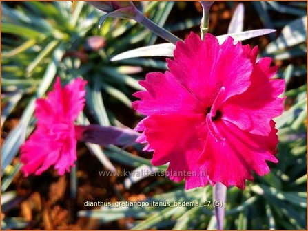 Dianthus gratianopolitanus &#039;Badenia&#039; | Rotsanjer, Anjer | Pfingstnelke