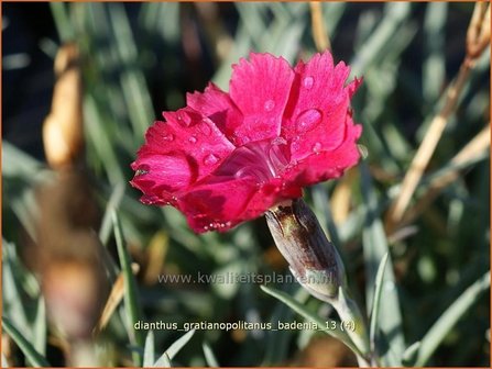 Dianthus gratianopolitanus &#039;Badenia&#039; | Rotsanjer, Anjer | Pfingstnelke