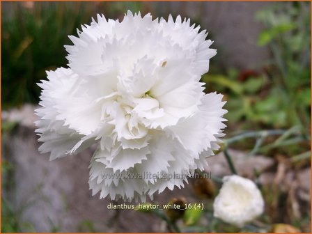 Dianthus &#039;Haytor White&#039; | Grasanjer, Anjer | Federnelke