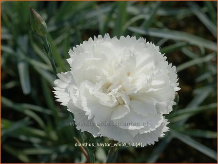 Dianthus &#039;Haytor White&#039; | Grasanjer, Anjer | Federnelke