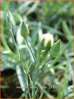 Dianthus &#039;Haytor White&#039; | Grasanjer, Anjer | Federnelke