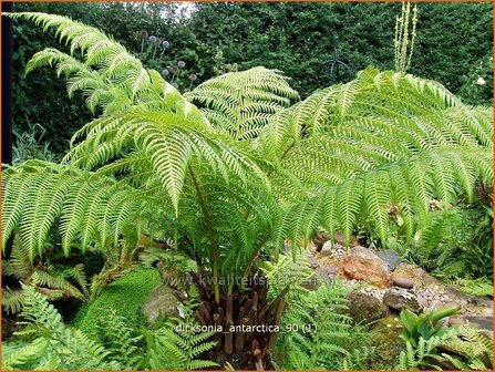 Dicksonia antarctica | Tasmaanse boomvaren, Boomvaren | Baumfarn