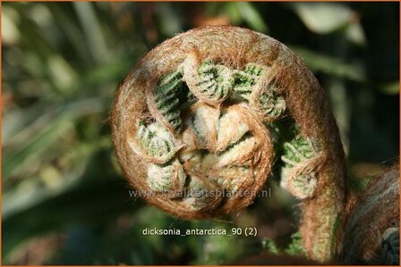 Dicksonia antarctica | Tasmaanse boomvaren, Boomvaren | Baumfarn