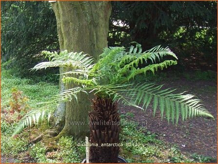 Dicksonia antarctica | Tasmaanse boomvaren, Boomvaren | Baumfarn