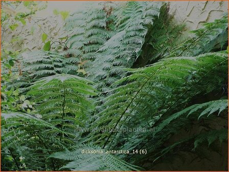 Dicksonia antarctica | Tasmaanse boomvaren, Boomvaren | Baumfarn