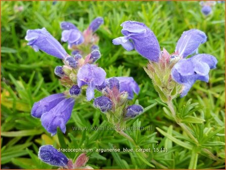 Dracocephalum argunense &#039;Blue Carpet&#039; | Drakenkop | Kaukasischer Drachenkopf