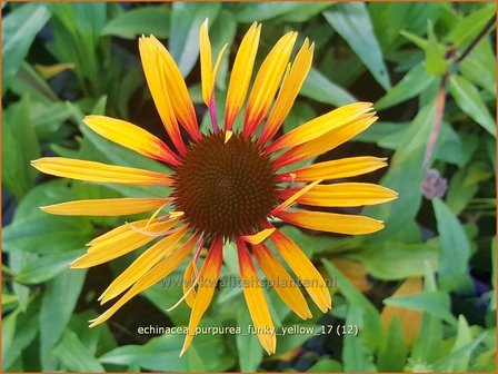 Echinacea purpurea &#039;Funky Yellow&#039; | Rode Zonnehoed, Zonnehoed | Roter Sonnenhut