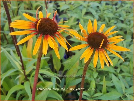 Echinacea purpurea &#039;Funky Yellow&#039; | Rode Zonnehoed, Zonnehoed | Roter Sonnenhut