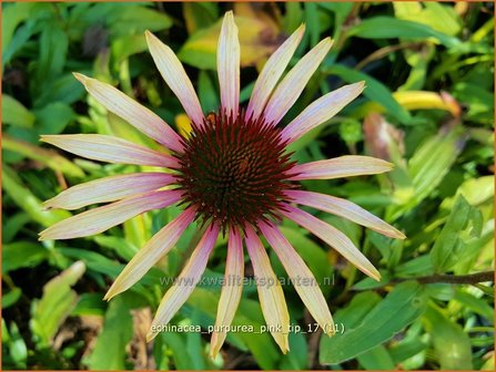 Echinacea purpurea &#039;Pink Tip&#039; | Rode Zonnehoed, Zonnehoed | Roter Sonnenhut