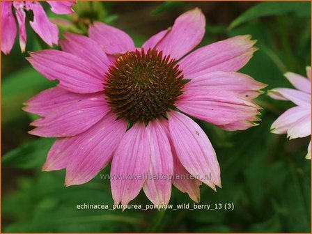 Echinacea purpurea &#039;Powwow Wild Berry&#039; | Rode Zonnehoed, Zonnehoed | Roter Sonnenhut