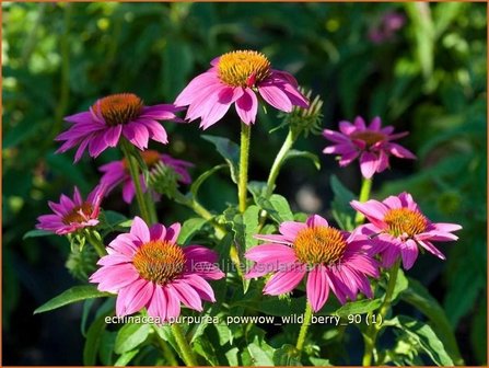 Echinacea purpurea &#039;Powwow Wild Berry&#039; | Rode Zonnehoed, Zonnehoed | Roter Sonnenhut