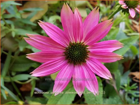 Echinacea purpurea &#039;Powwow Wild Berry&#039; | Rode Zonnehoed, Zonnehoed | Roter Sonnenhut