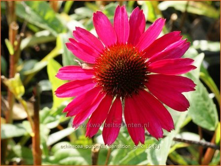 Echinacea purpurea &#039;Sensation Pink&#039; | Rode Zonnehoed, Zonnehoed | Roter Sonnenhut