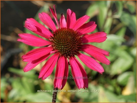 Echinacea purpurea &#039;Sensation Pink&#039; | Rode Zonnehoed, Zonnehoed | Roter Sonnenhut