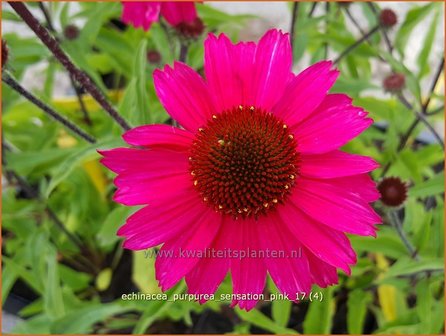 Echinacea purpurea &#039;Sensation Pink&#039; | Rode Zonnehoed, Zonnehoed | Roter Sonnenhut