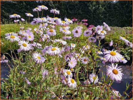 Erigeron &#039;Quakeress&#039; | Fijnstraal | Feinstrahl