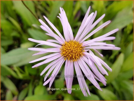 Erigeron &#039;Quakeress&#039; | Fijnstraal | Feinstrahl