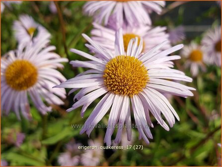 Erigeron &#039;Quakeress&#039; | Fijnstraal | Feinstrahl