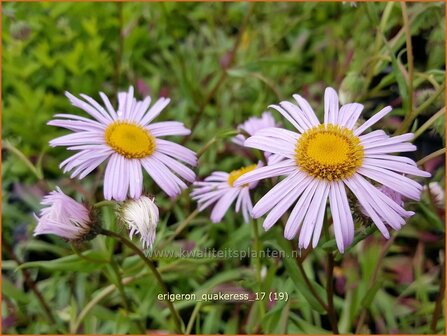 Erigeron &#039;Quakeress&#039; | Fijnstraal | Feinstrahl