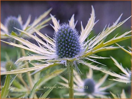 Eryngium &#039;Neptunes Gold&#039; | Kruisdistel | Mannstreu