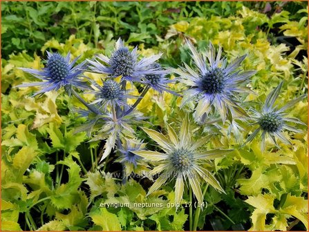 Eryngium &#039;Neptunes Gold&#039; | Kruisdistel | Mannstreu