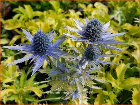 Eryngium &#039;Neptunes Gold&#039; | Kruisdistel | Mannstreu