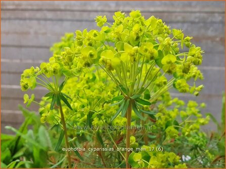 Euphorbia cyparissias &#039;Orange Man&#039; | Cipreswolfsmelk, Wolfsmelk | Zypressen-Wolfsmilch