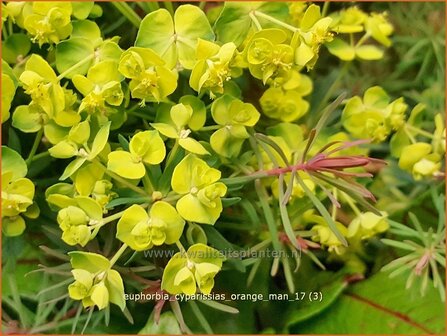 Euphorbia cyparissias &#039;Orange Man&#039; | Cipreswolfsmelk, Wolfsmelk | Zypressen-Wolfsmilch