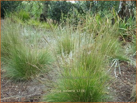 Festuca &#039;Walberla&#039; | Schapengras, Zwenkgras | Schwingel