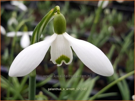 Galanthus &#039;S. Arnott&#039; | Sneeuwklokje | Schneegl&ouml;ckchen