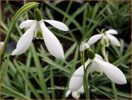 Galanthus &#039;S. Arnott&#039; | Sneeuwklokje | Schneegl&ouml;ckchen