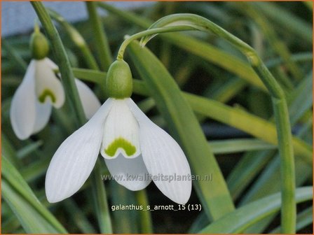 Galanthus &#039;S. Arnott&#039; | Sneeuwklokje | Schneegl&ouml;ckchen