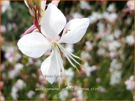 Gaura lindheimeri &#039;Whirling Butterflies&#039; | Prachtkaars, Vlinderkruid | Prachtkerze