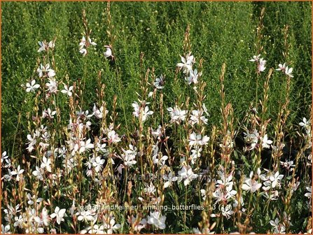 Gaura lindheimeri &#039;Whirling Butterflies&#039; | Prachtkaars, Vlinderkruid | Prachtkerze