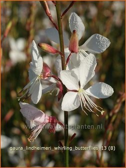 Gaura lindheimeri &#039;Whirling Butterflies&#039; | Prachtkaars, Vlinderkruid | Prachtkerze