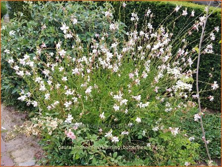 Gaura lindheimeri &#039;Whirling Butterflies&#039; | Prachtkaars, Vlinderkruid | Prachtkerze