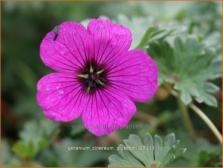 Geranium cinereum &#039;Giuseppii&#039; | Ooievaarsbek, Tuingeranium | Aschgrauer Storchschnabel