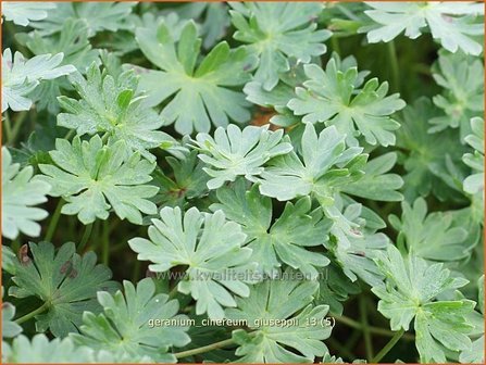 Geranium cinereum &#039;Giuseppii&#039; | Ooievaarsbek, Tuingeranium | Aschgrauer Storchschnabel