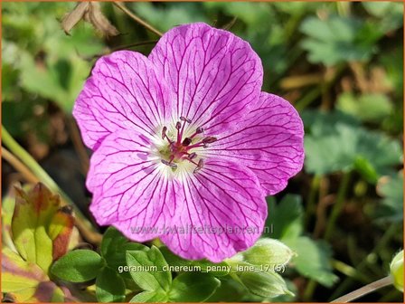 Geranium cinereum &amp;#39;Penny Lane&amp;#39;