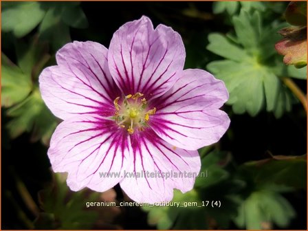 Geranium cinereum &#039;Rothbury Gem&#039; | Ooievaarsbek, Tuingeranium | Aschgrauer Storchschnabel