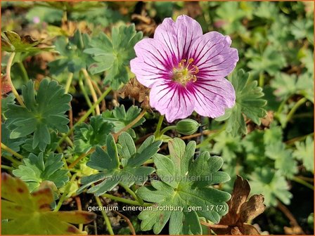 Geranium cinereum &#039;Rothbury Gem&#039; | Ooievaarsbek, Tuingeranium | Aschgrauer Storchschnabel