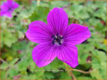 Geranium &#039;Hexham Velvet&#039; | Ooievaarsbek, Tuingeranium | Storchschnabel