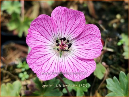 Geranium &amp;#39;Jolly Jewel Pink&amp;#39;